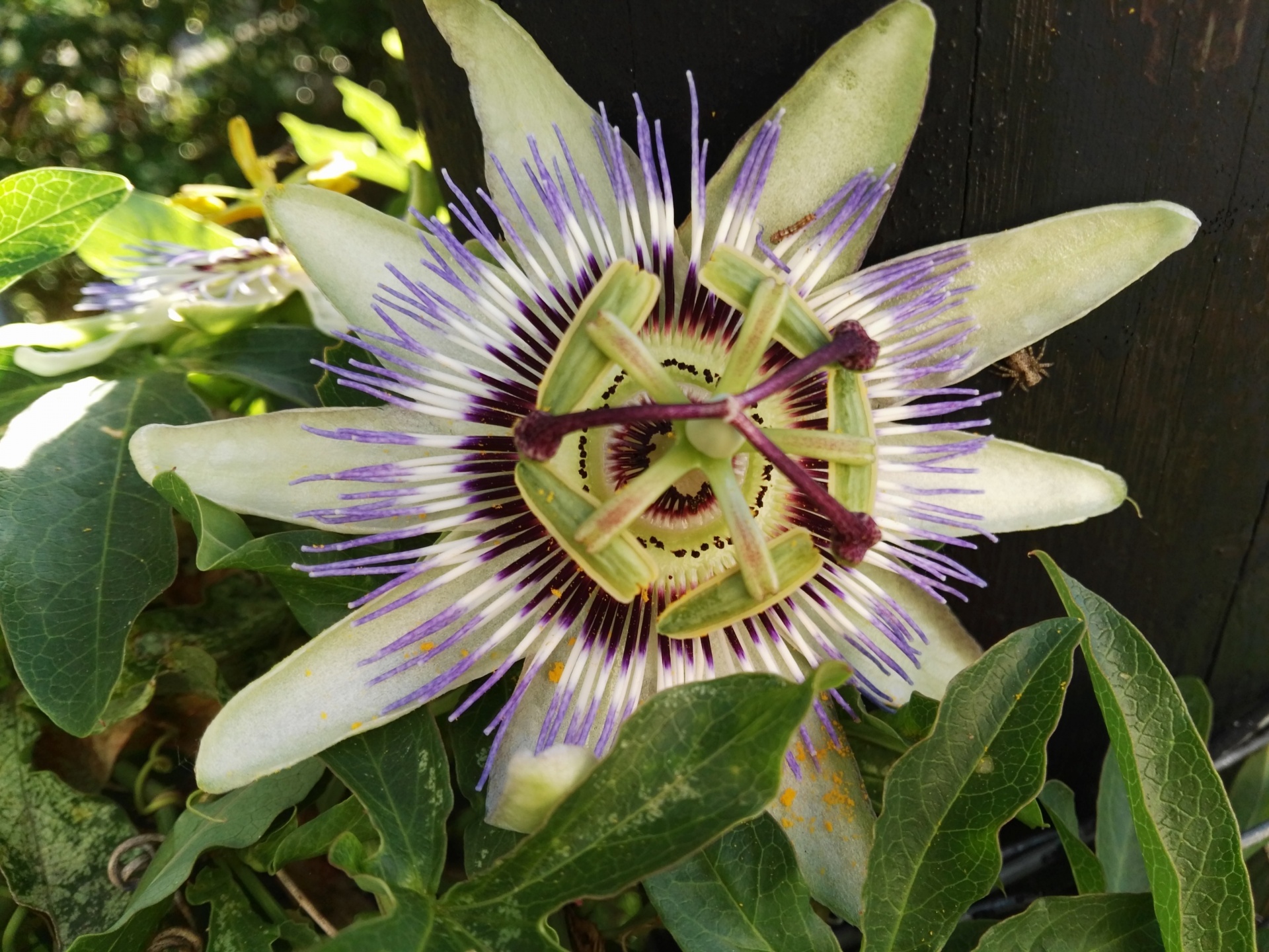 passion fruit flower free photo