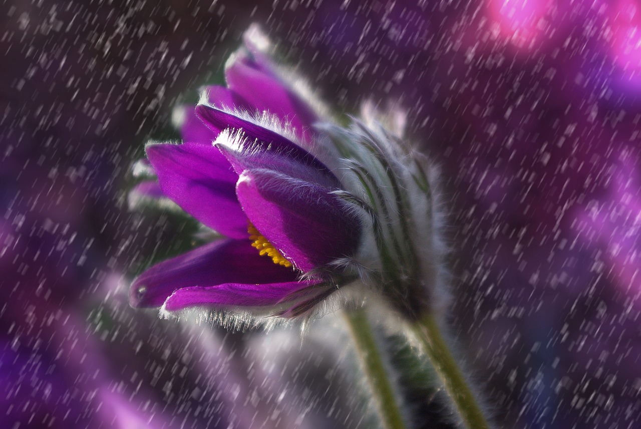 pasque flower flower rain free photo