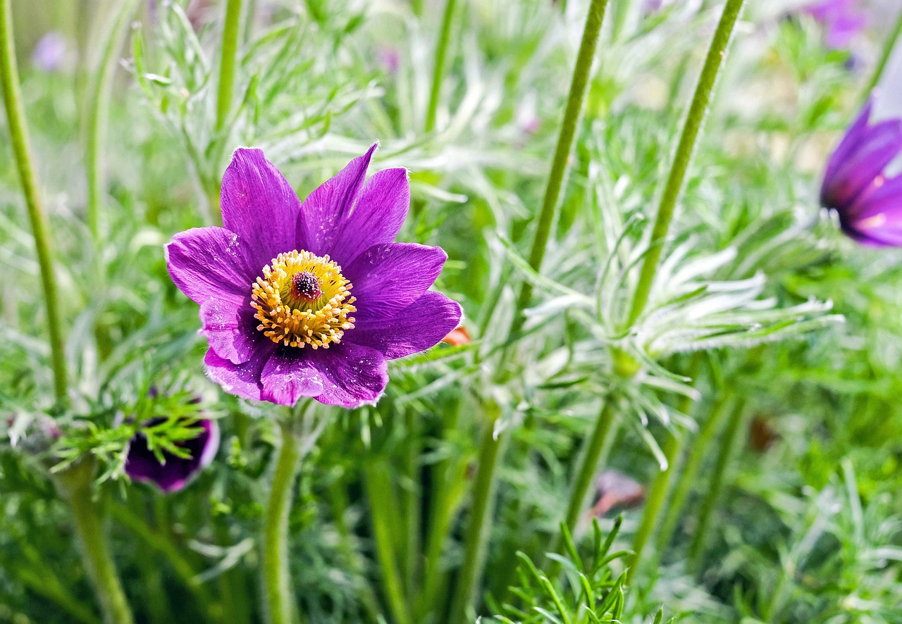 pasque flower flower blossom free photo