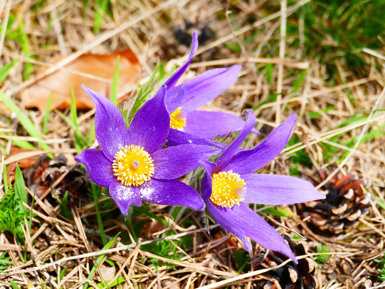 pasque flower flower purple free photo