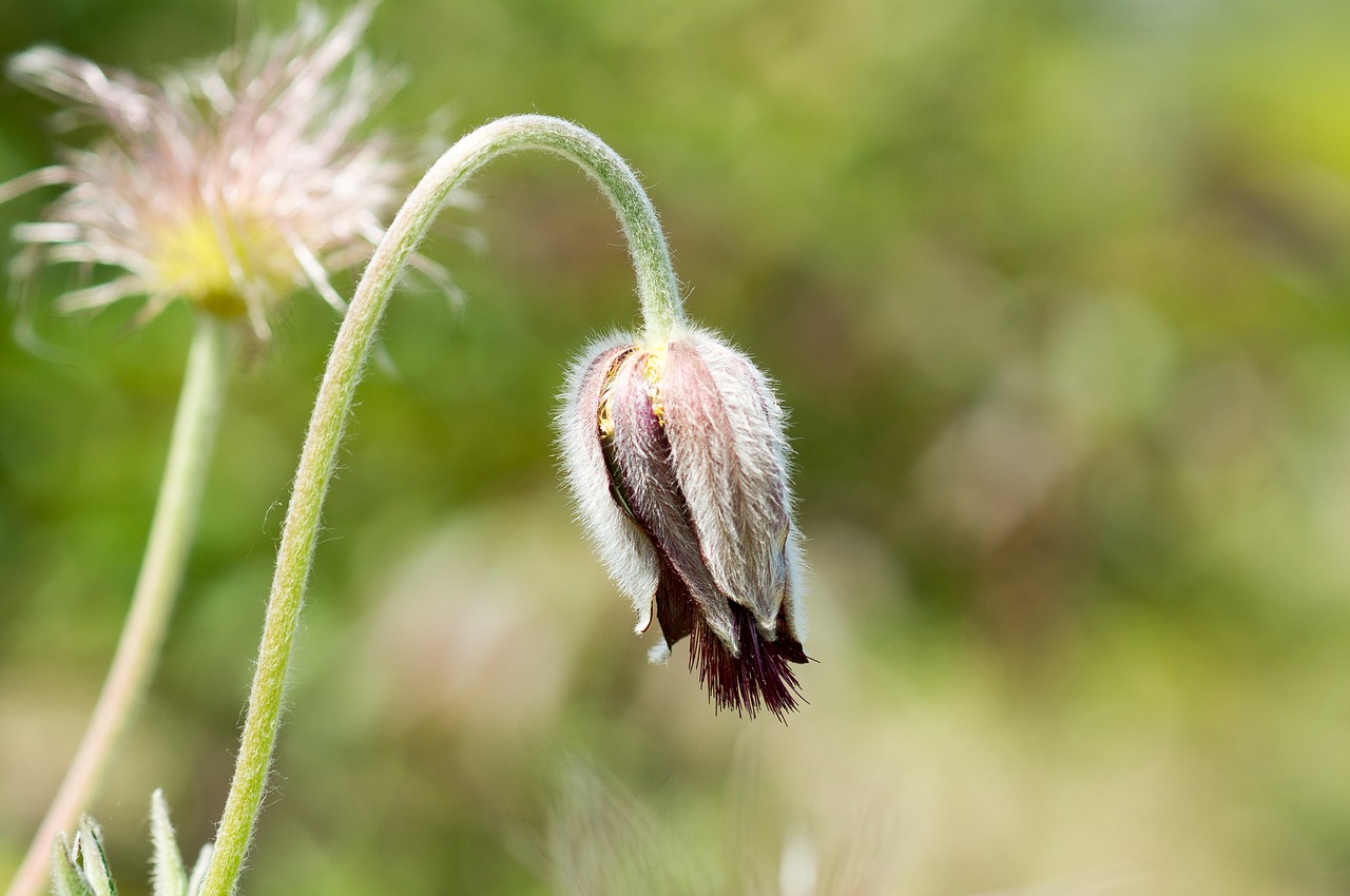 pasque flower flower blossom free photo