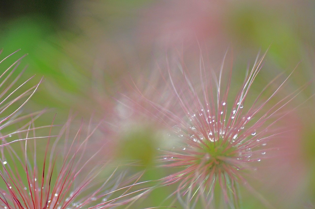 pasque flower green pink free photo