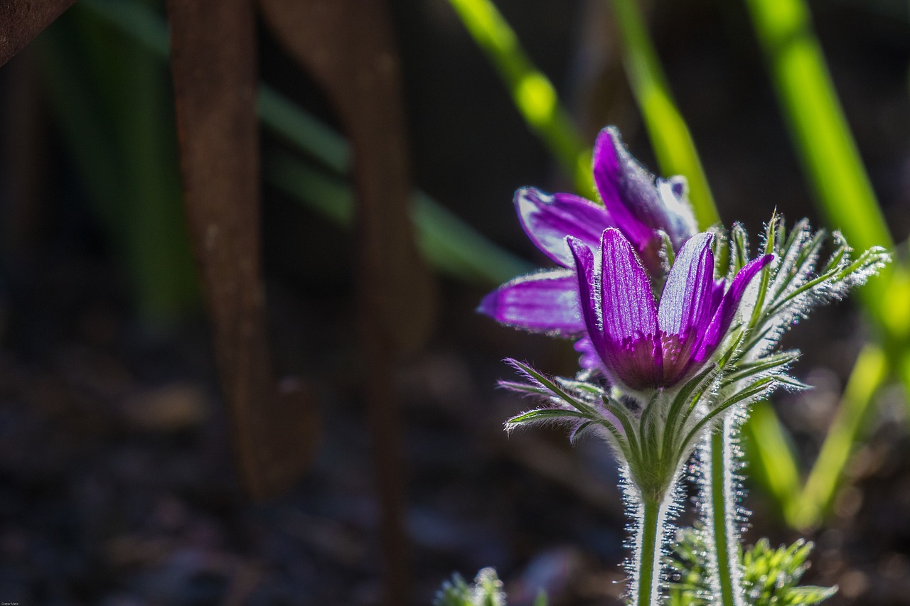 pasque flower flower spring free photo