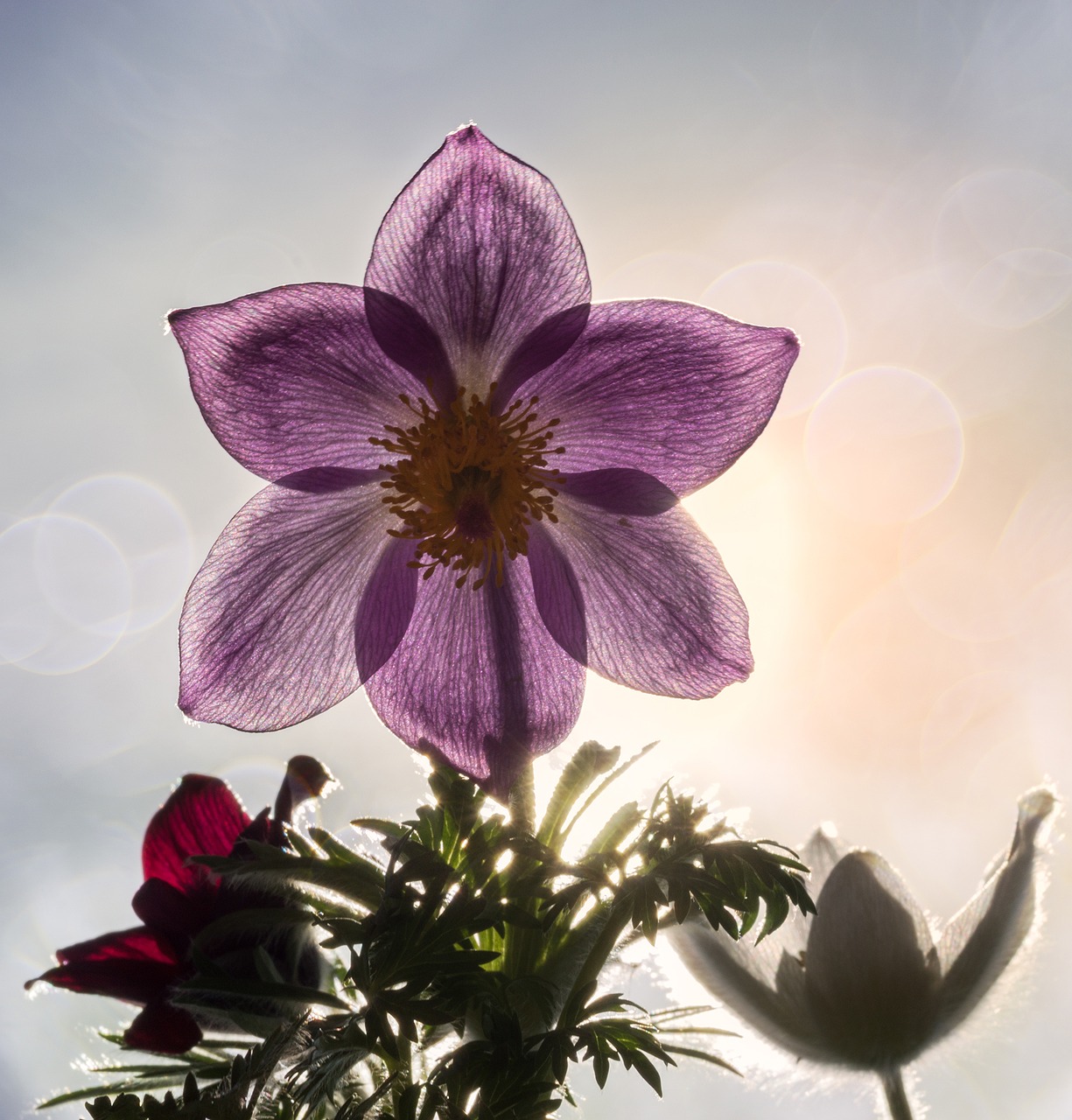 pasque flower pasqueflower pulsatilla free photo