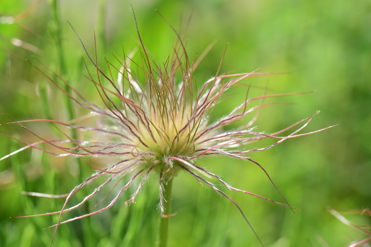 pasque flower pulsatilla vulgaris spring free photo