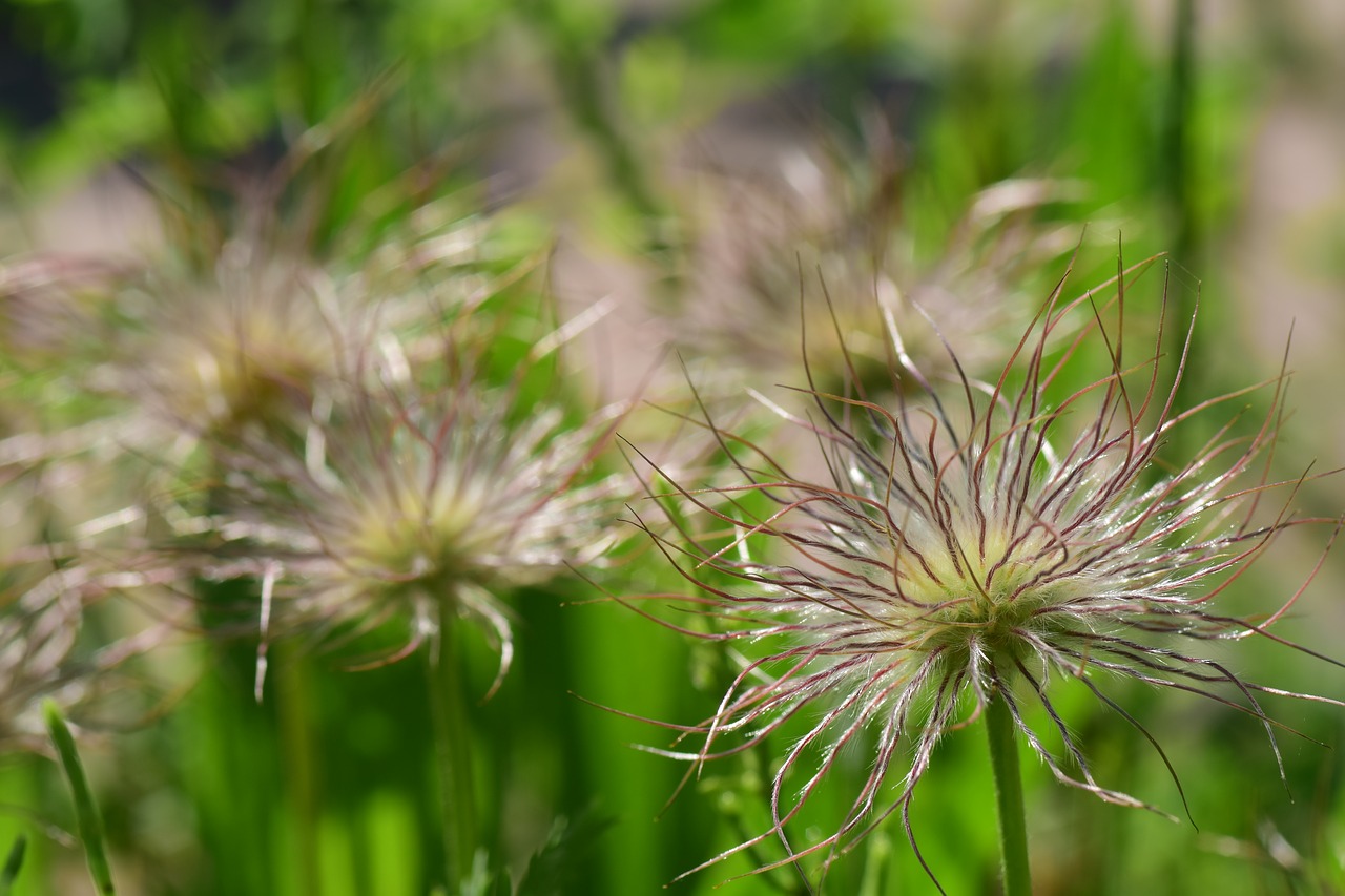 pasque flower pulsatilla vulgaris spring free photo