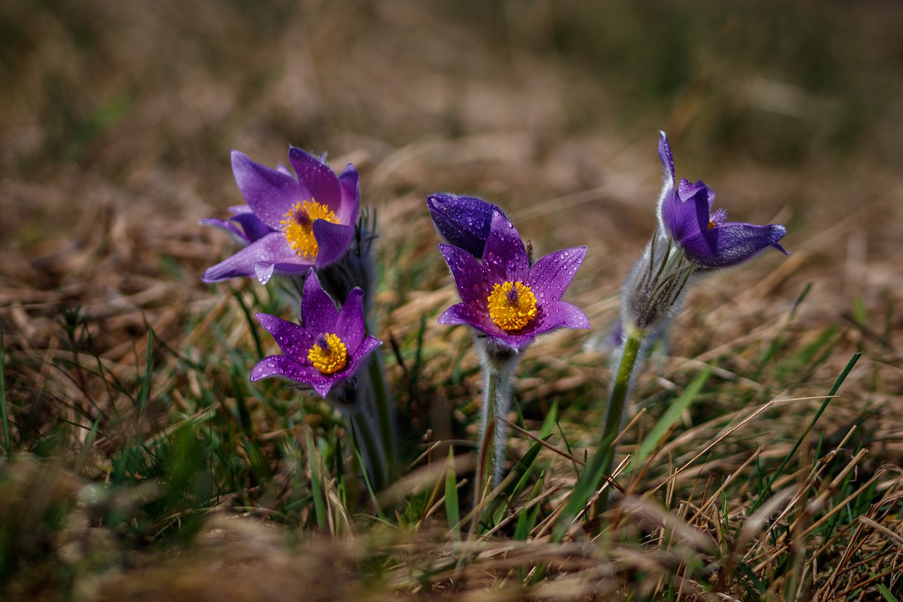 pasque flower flower nature free photo