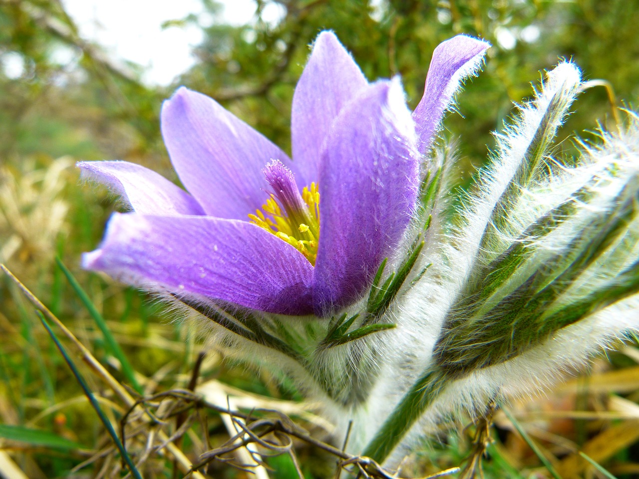 pasque flower common pasque flower pulsatilla vulgaris free photo