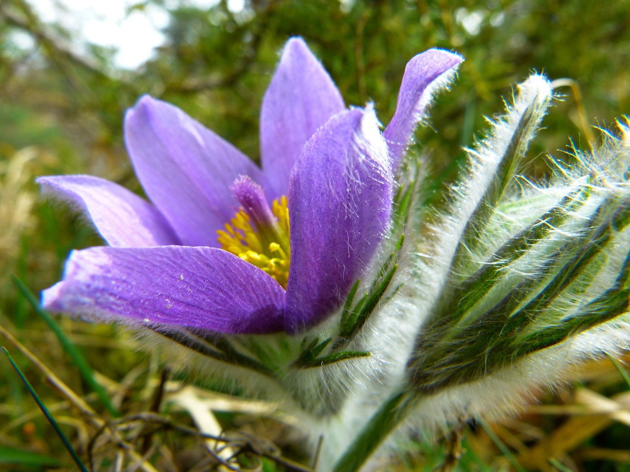 pasque flower common pasque flower pulsatilla vulgaris free photo