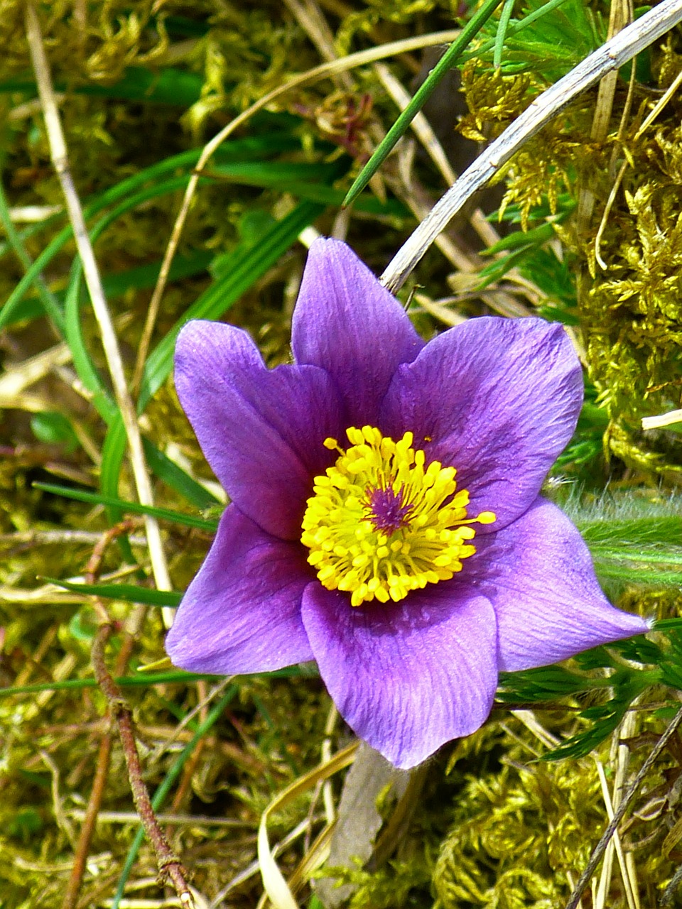 pasque flower common pasque flower pulsatilla vulgaris free photo