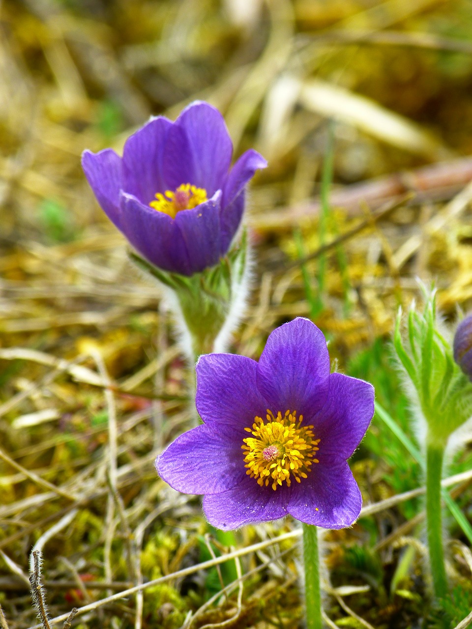 pasque flower blossom bloom free photo