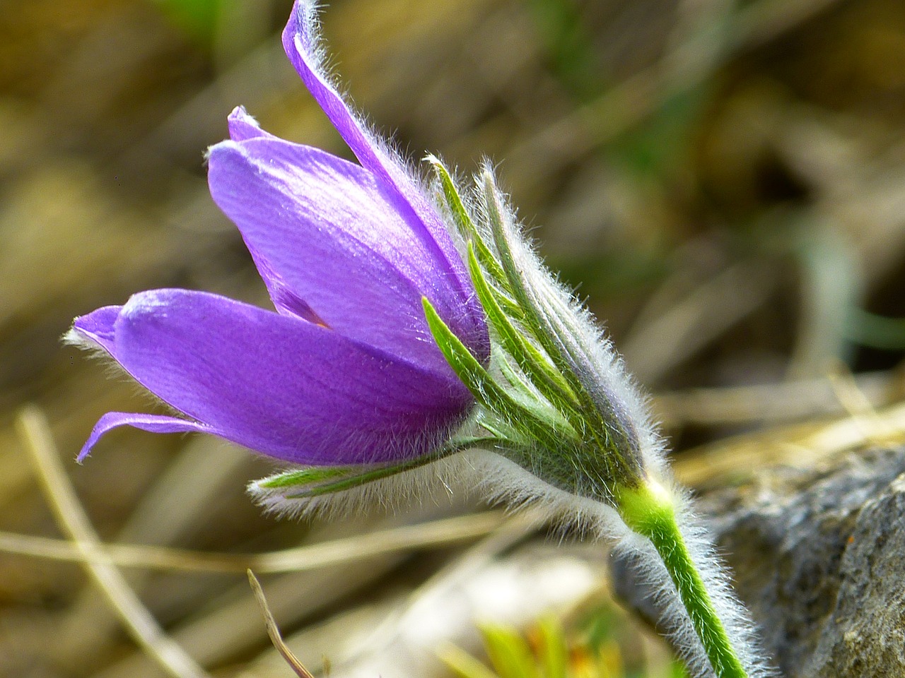 pasque flower blossom bloom free photo