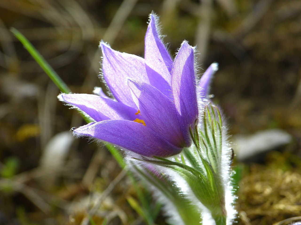 pasque flower blossom bloom free photo