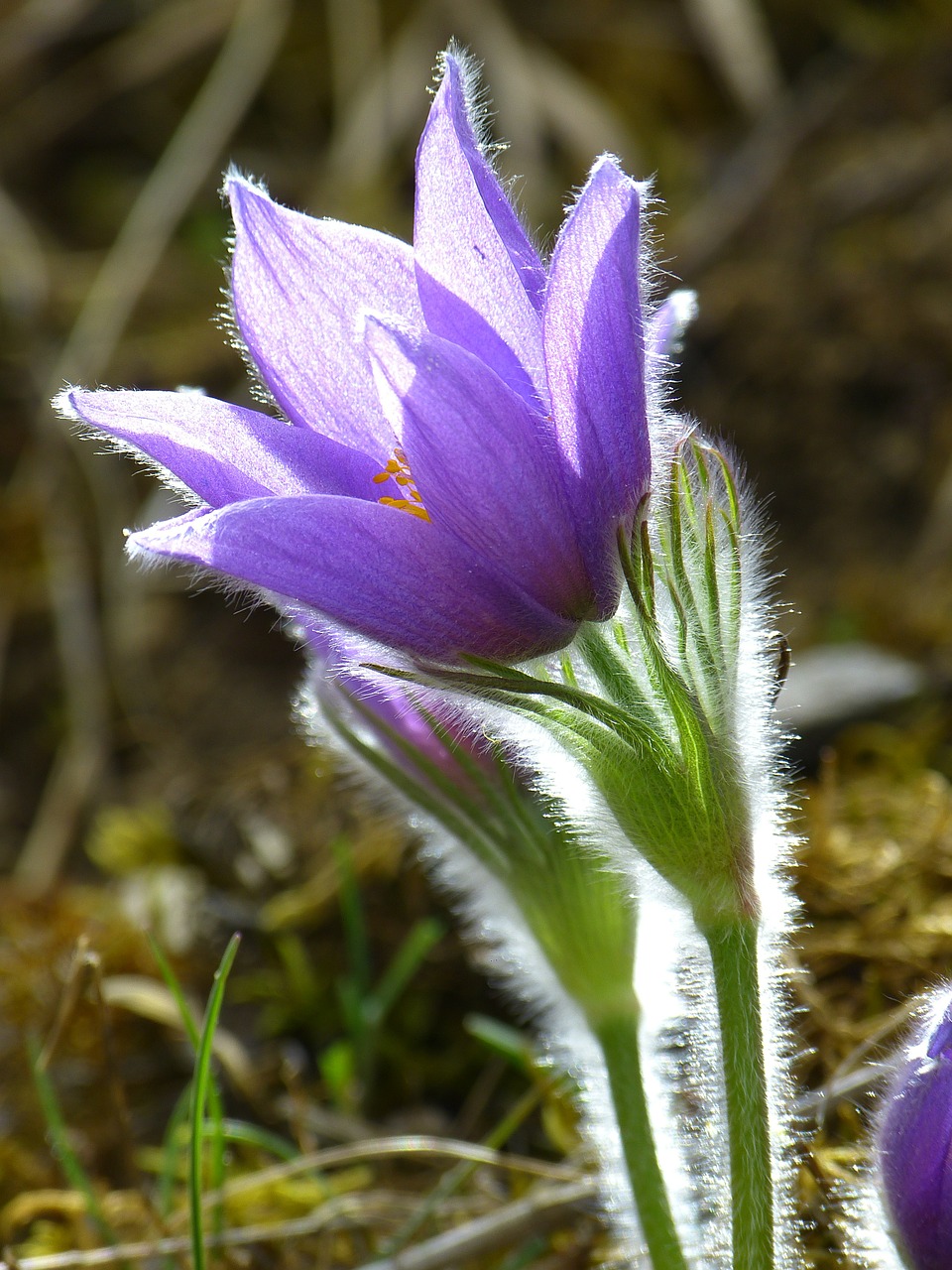 pasque flower blossom bloom free photo