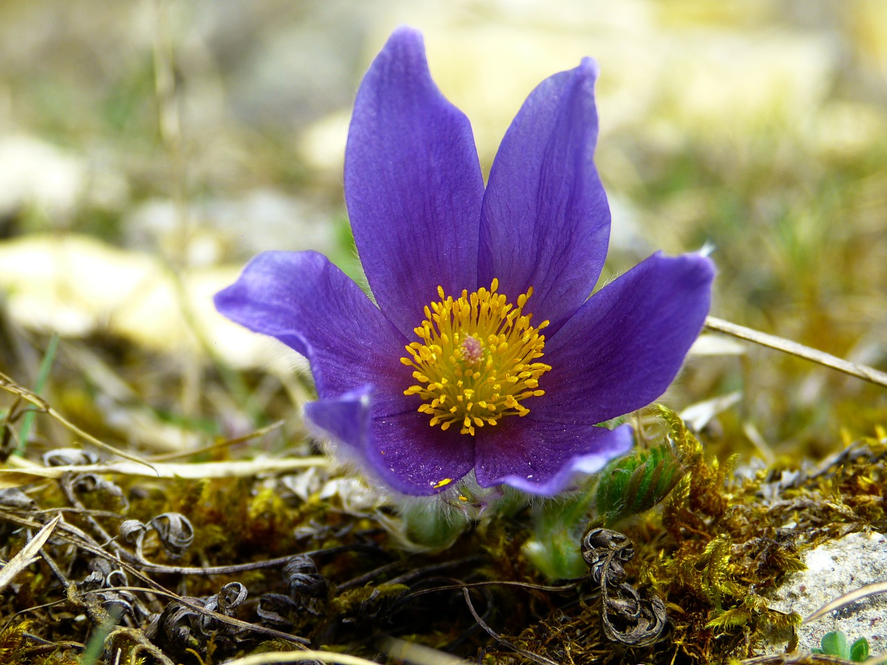 pasque flower blossom bloom free photo