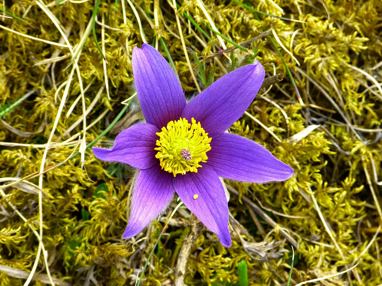 pasque flower blossom bloom free photo