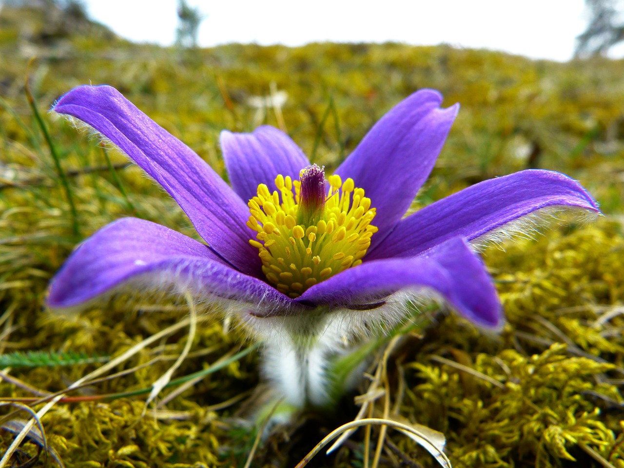 pasque flower blossom bloom free photo