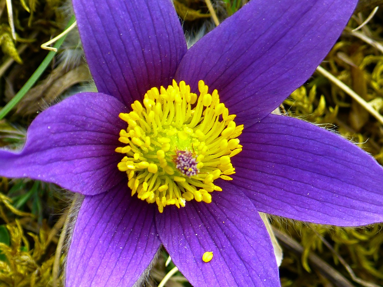 pasque flower blossom bloom free photo