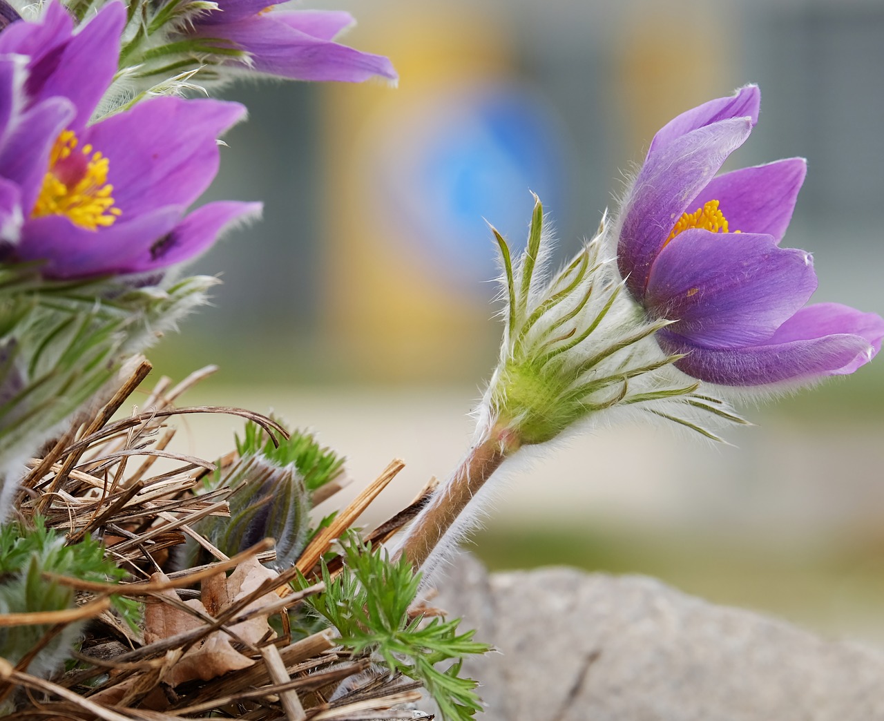 pasque flower pulsatilla patens flower free photo