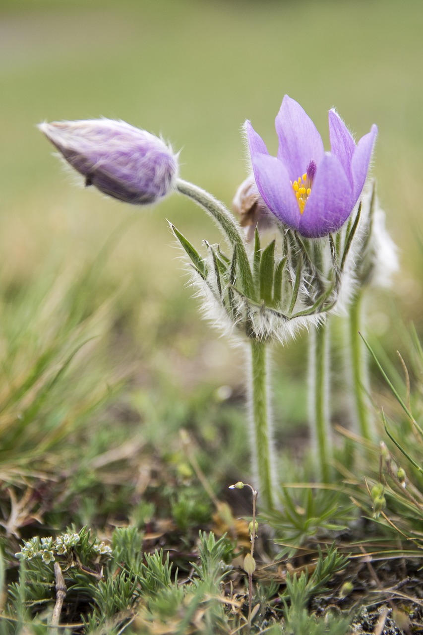 pasque flower  spring  meadow free photo