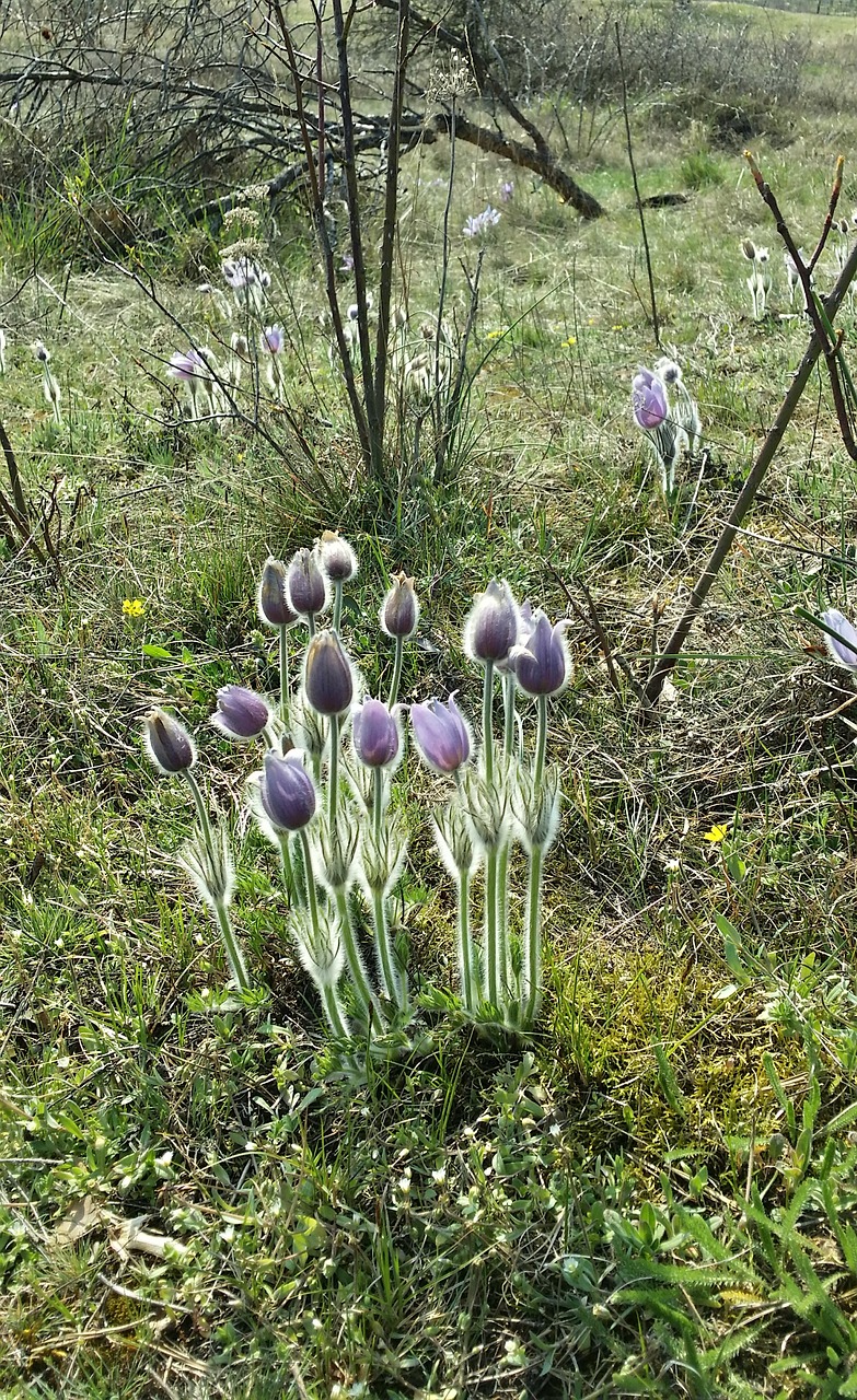 pasque flower  plant  czechia free photo