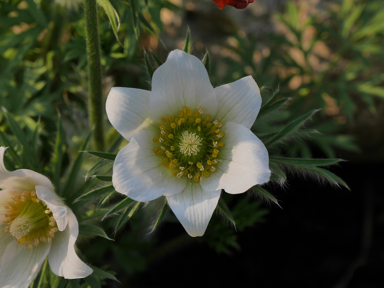 pasque flower  spring  early bloomer free photo