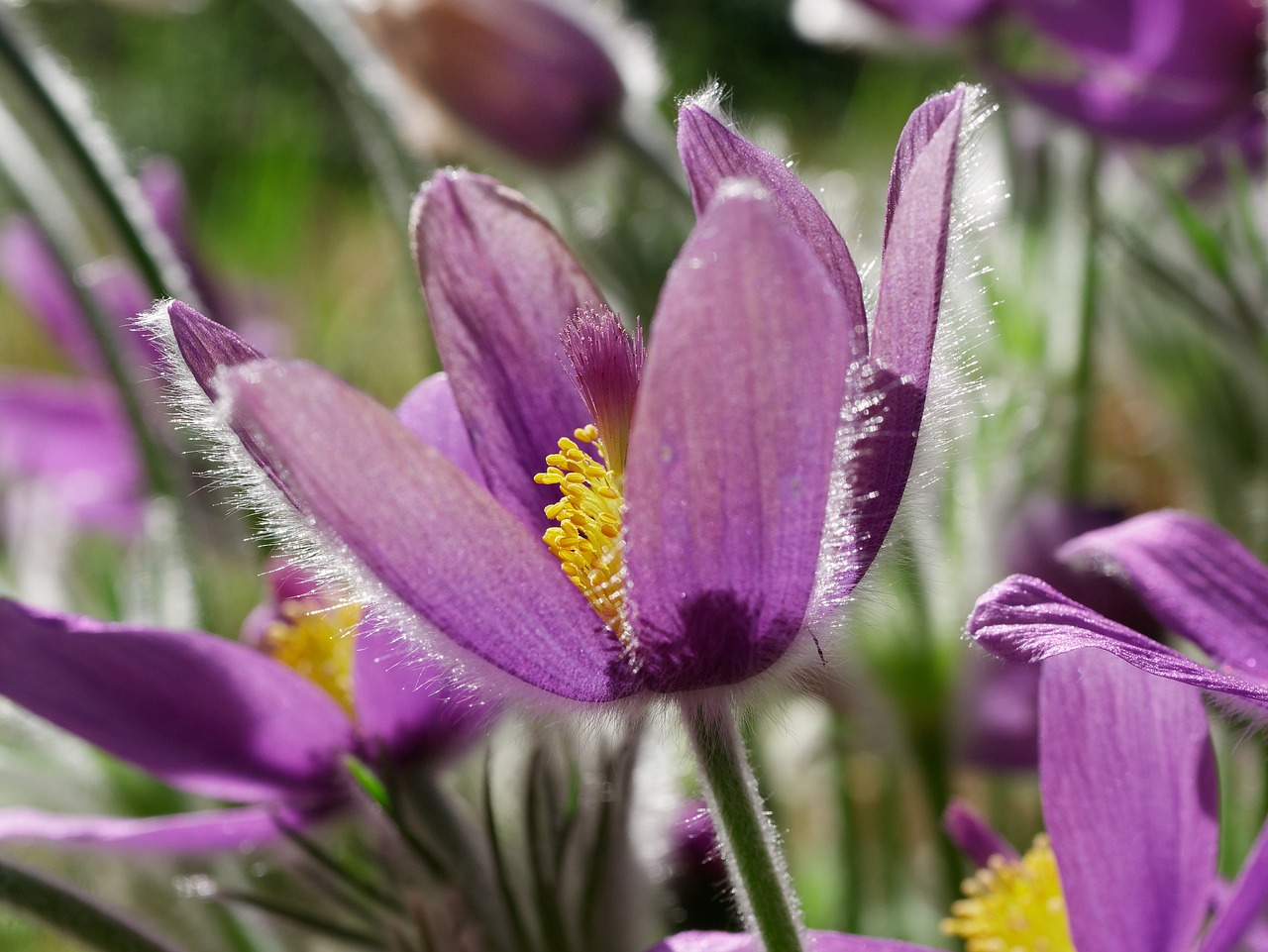 pasque flower  spring  violet free photo