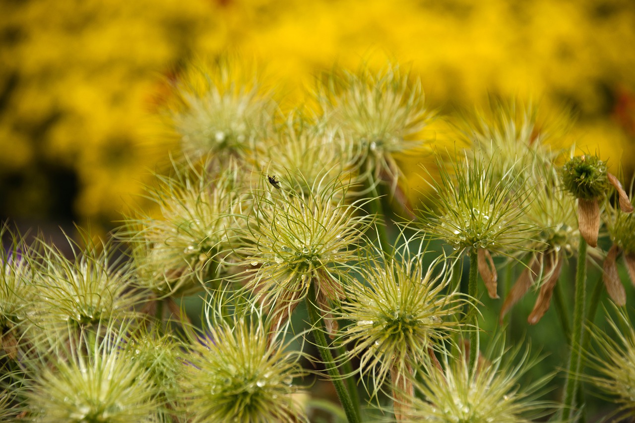 pasque flower  faded  flower free photo