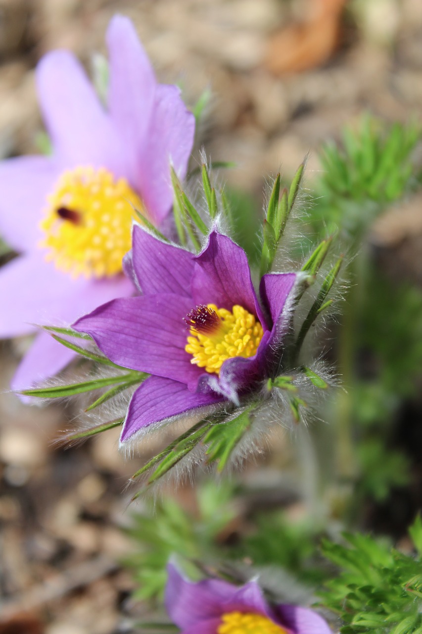 pasque flower flower blossom free photo