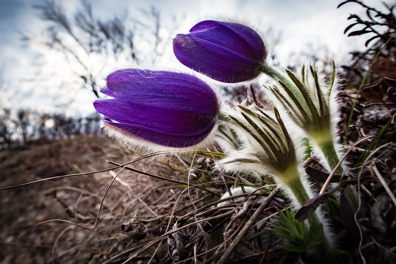 pasqueflower pulsatilla flower free photo