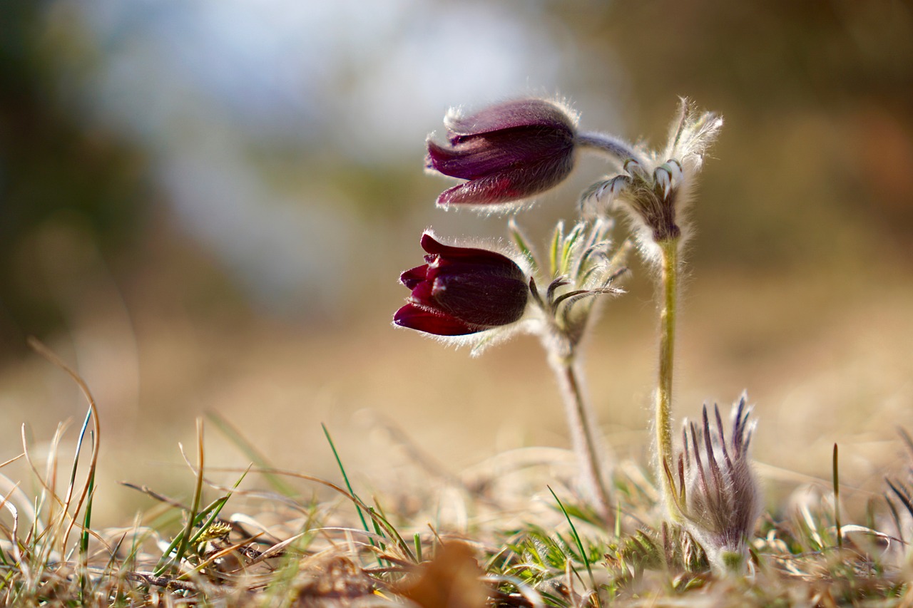 pasqueflower pasque flower pulsatilla vulgaris free photo