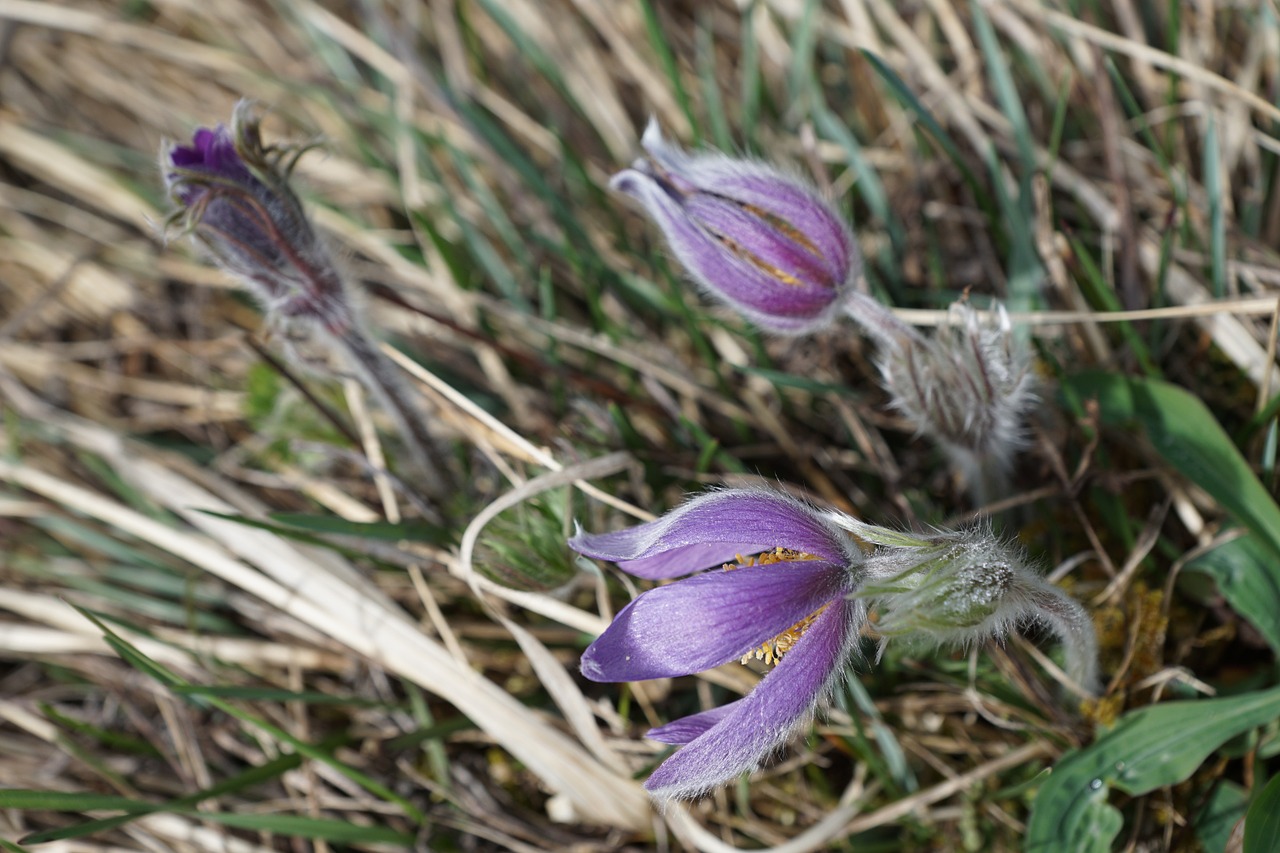 pasqueflower flower purple free photo