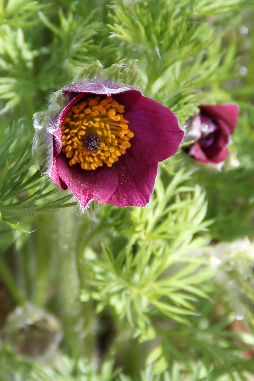 pasqueflower blossom bloom free photo