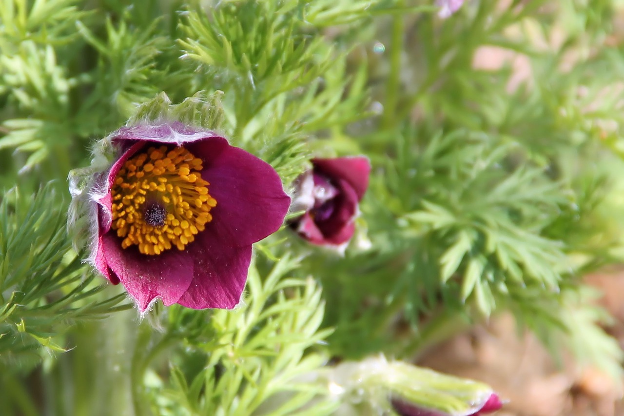 pasqueflower blossom bloom free photo