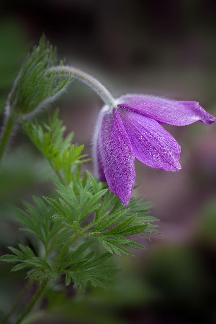 pasqueflower pasque flower pulsatilla vulgaris free photo