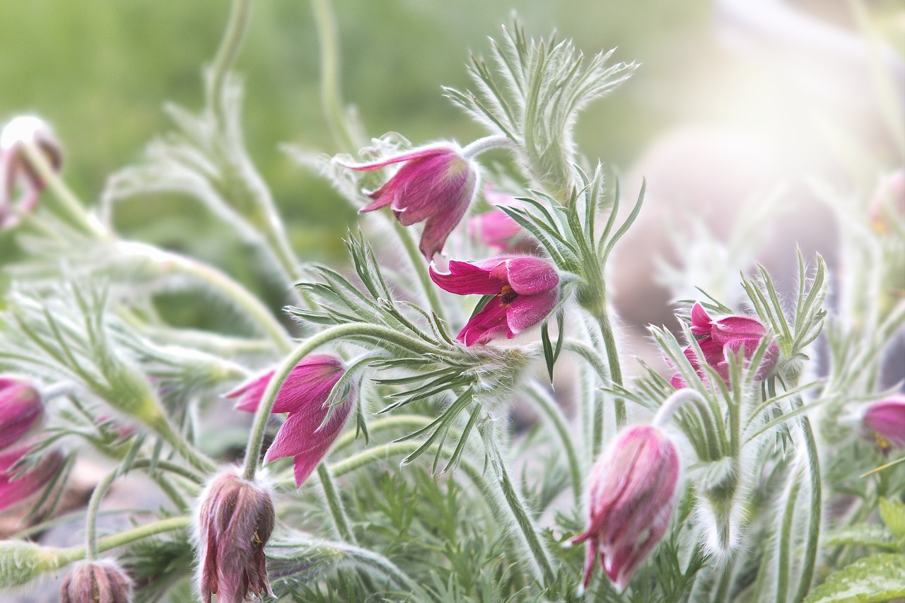 pasqueflower common pasque flower spring free photo