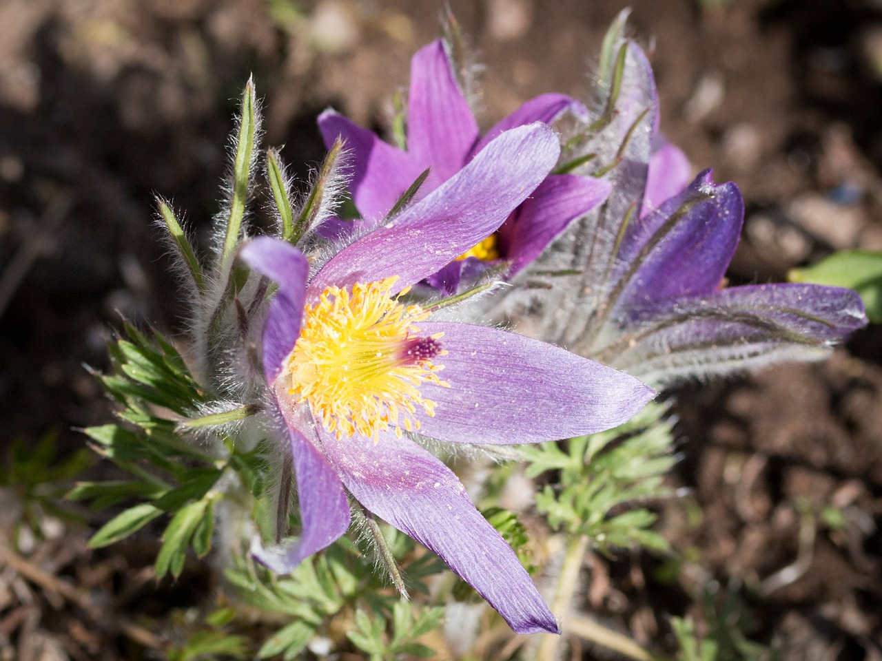 pasqueflower kuechschenschelle flower free photo