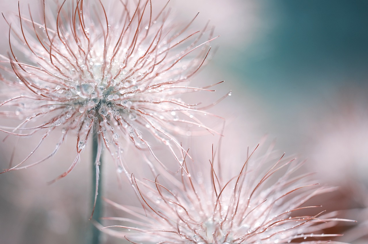 pasqueflower blossom bloom free photo