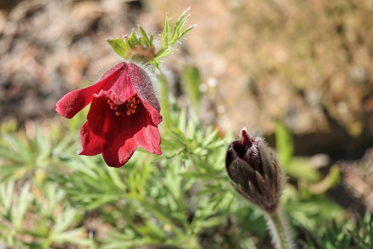 pasqueflower flower plant free photo