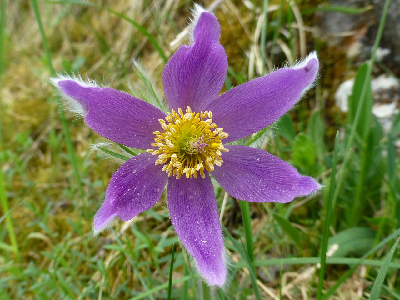 pasqueflower  pulsatilla  wild flower free photo