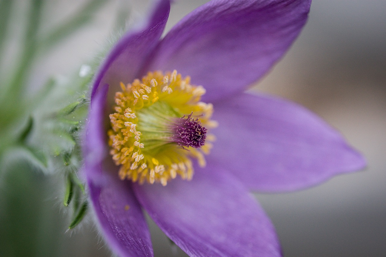 pasqueflower  pulsatilla  flower free photo