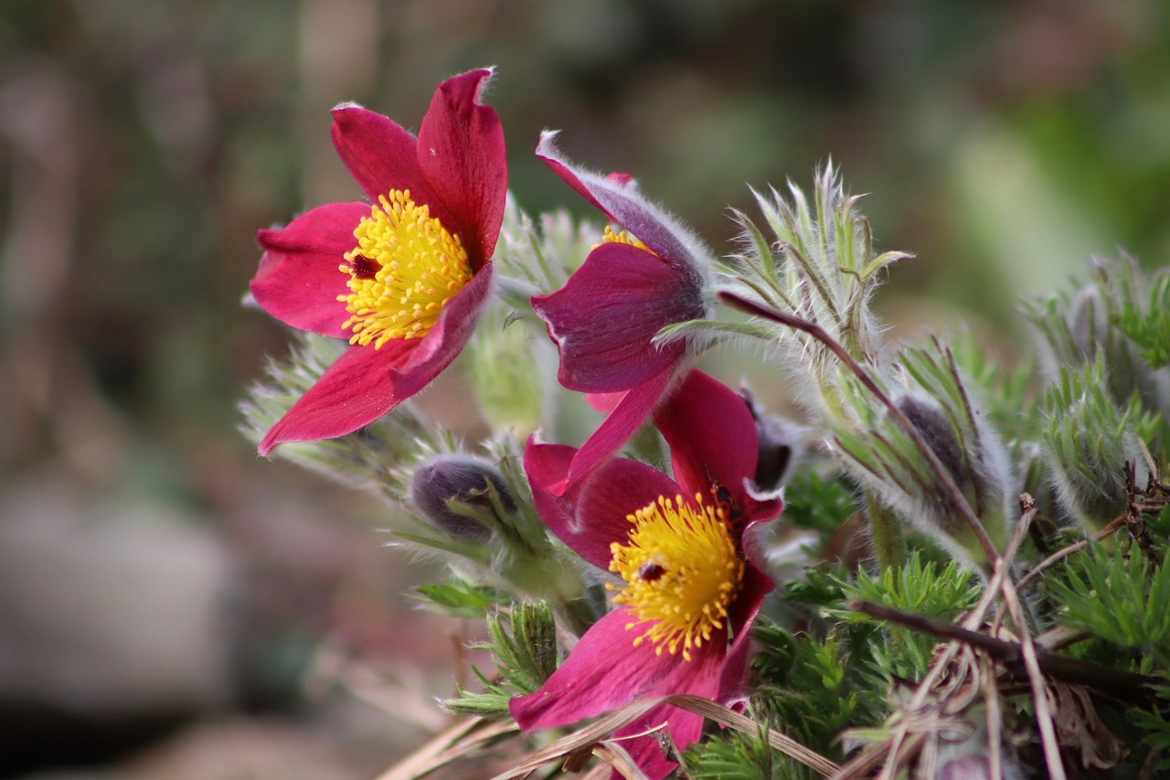 pasqueflower  pasque flower  flowers free photo