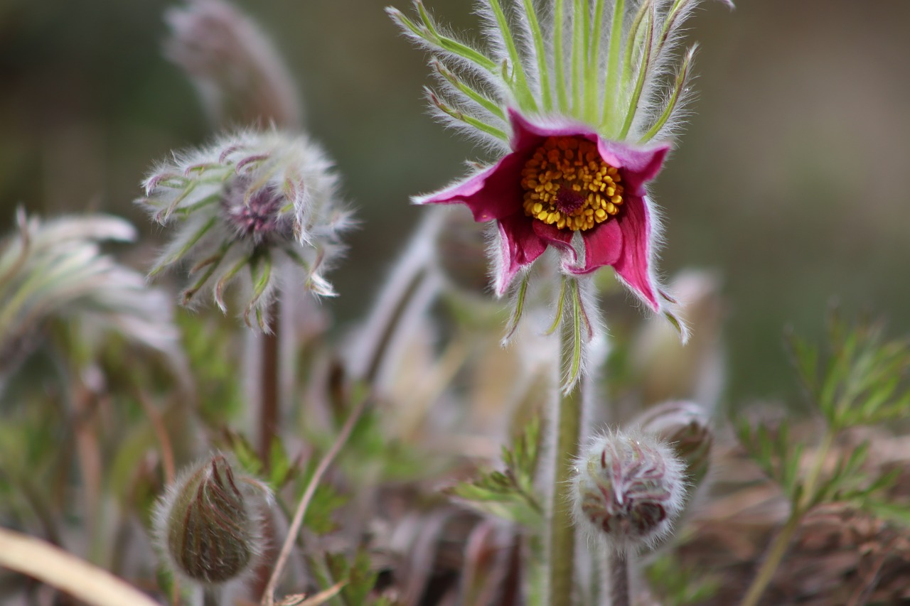 pasqueflower  pasque flower  flowers free photo