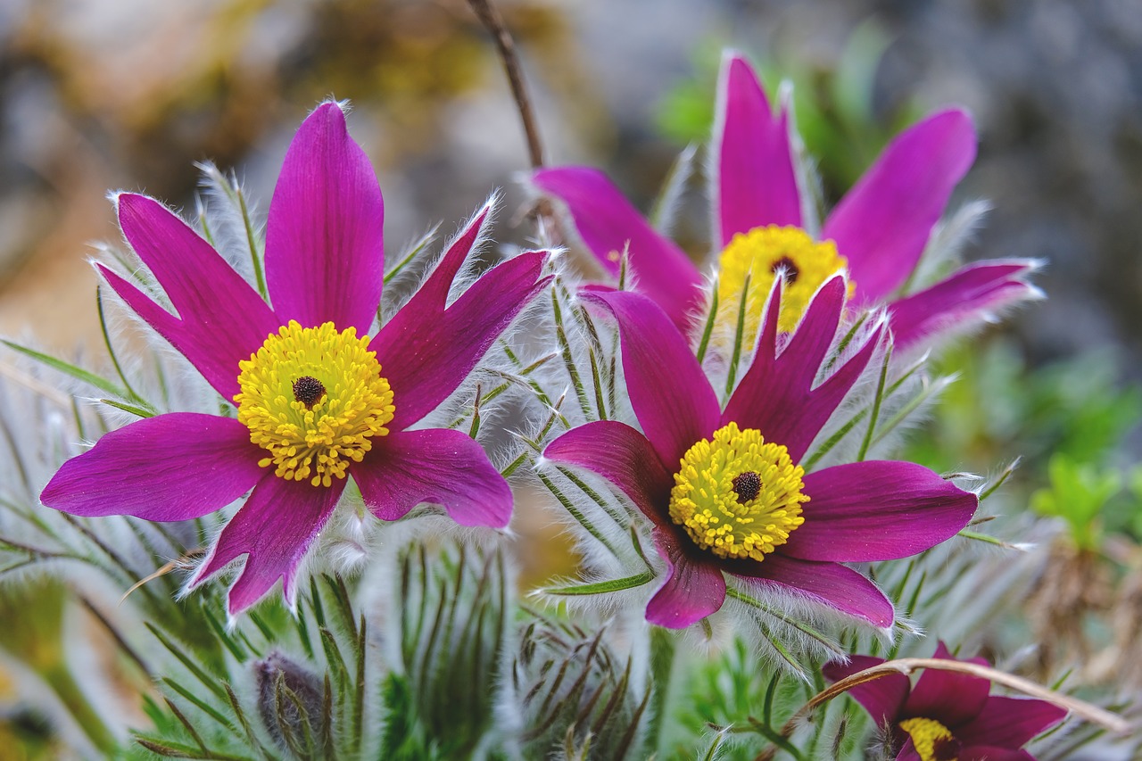 pasqueflower  flowers  nature free photo