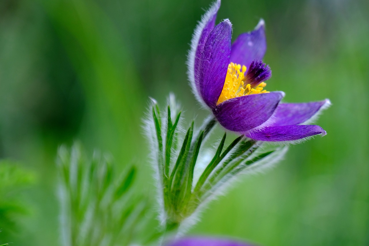 pasqueflower  flower  plant free photo