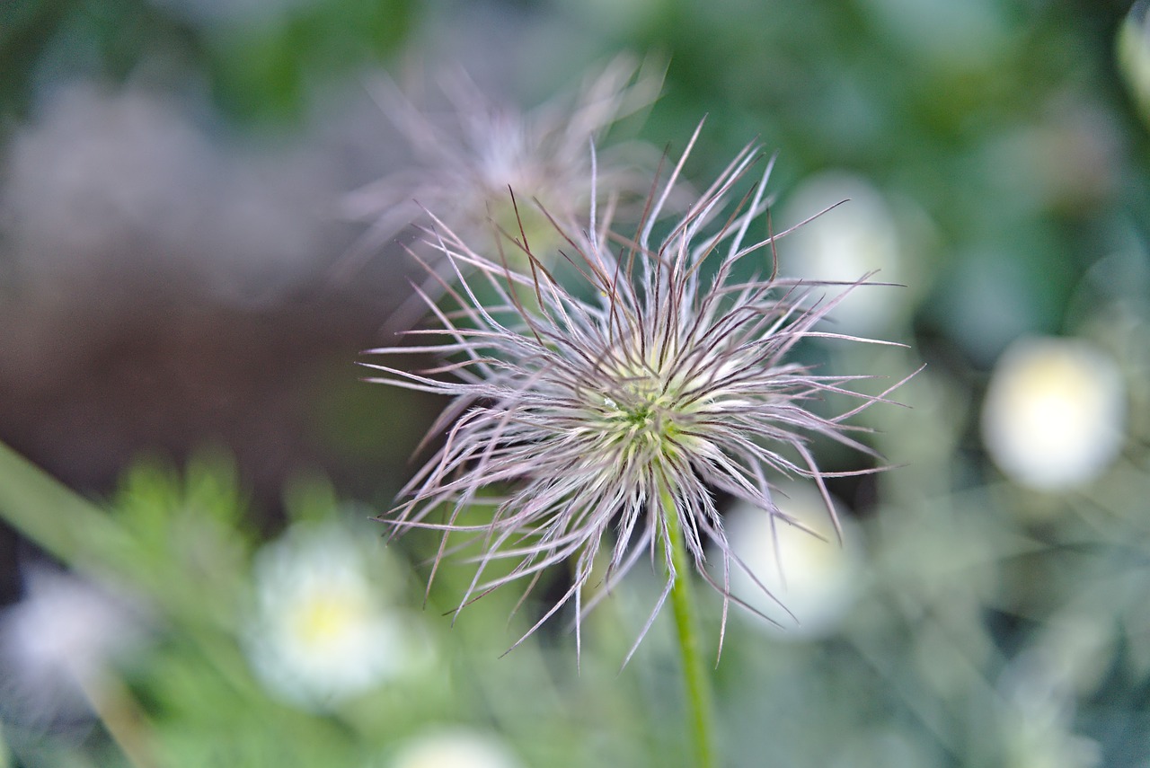 pasqueflower  faded  pulsatilla free photo