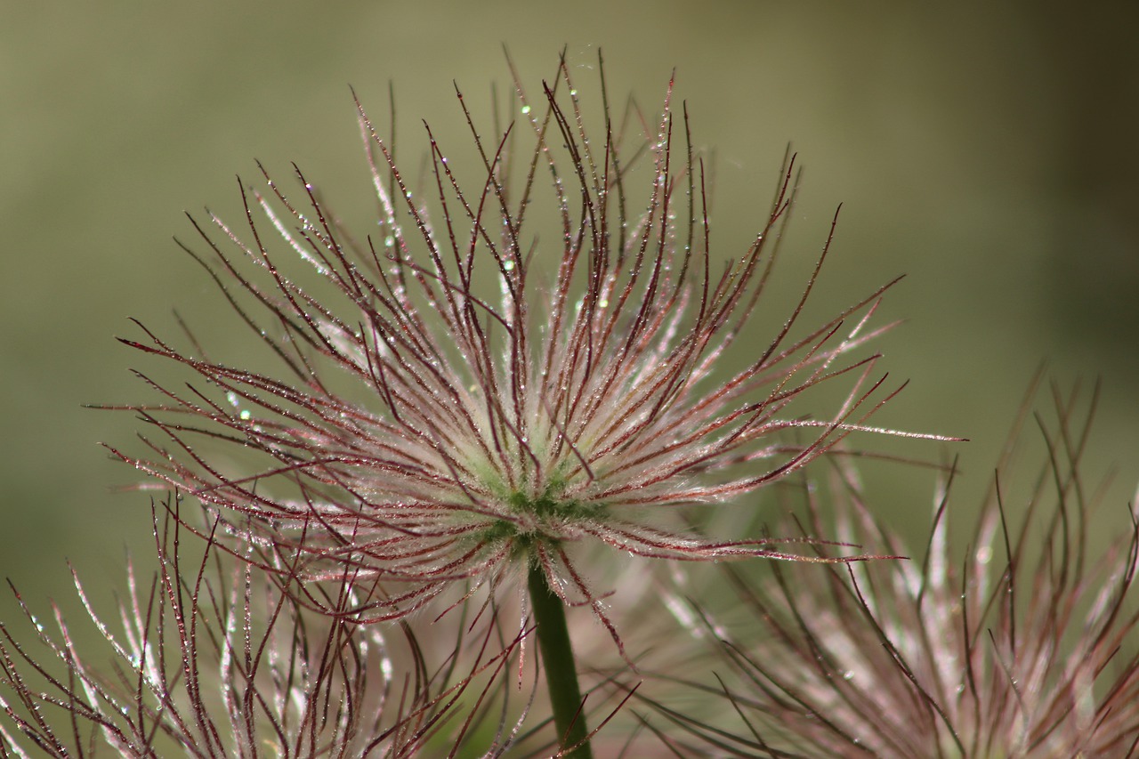 pasqueflower  pasque flower  faded free photo