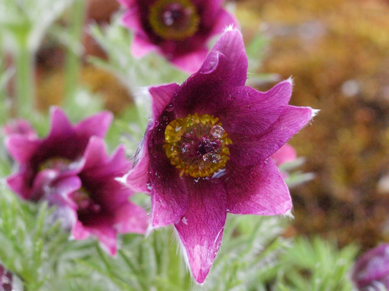 pasqueflower blossom bloom free photo