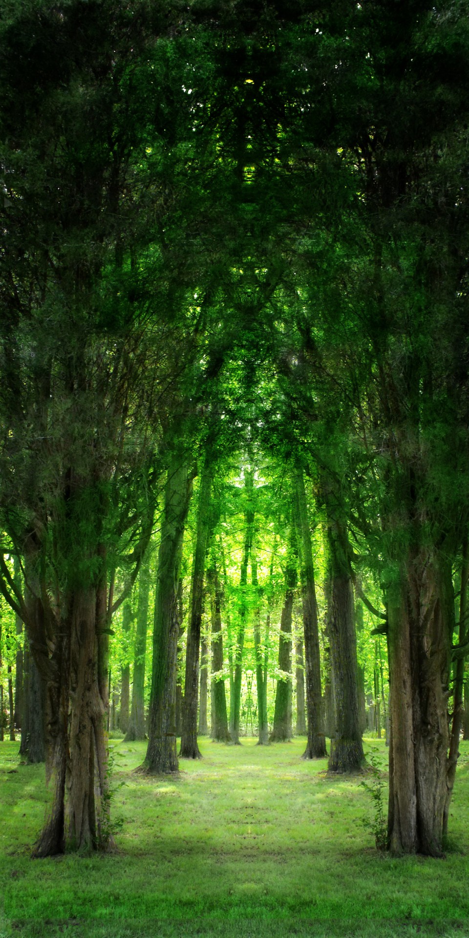 trees passages free pictures free photo