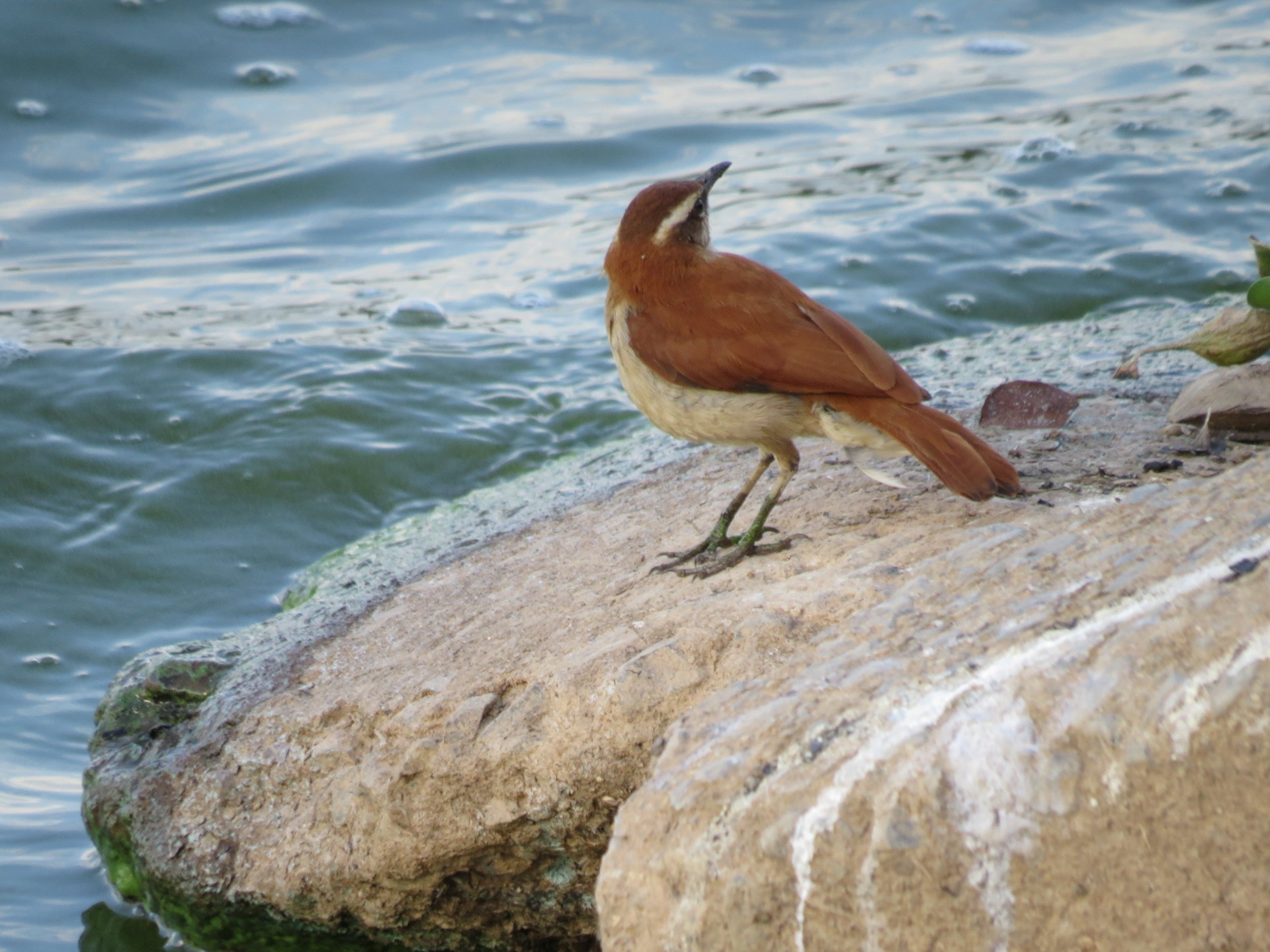 lake water animal free photo